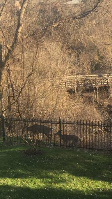 Serene Don River Retreat- 2br Suite, Private Patio, Free Breakfast & Parking * Toronto